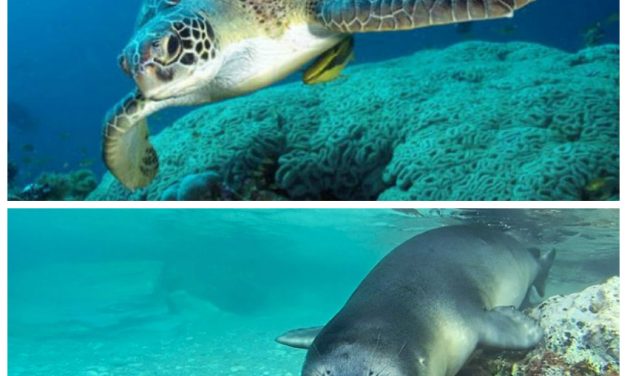 A Hopeful Comeback for Endangered Sea Turtles and Seals in Greece