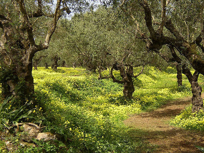 Olive Groves